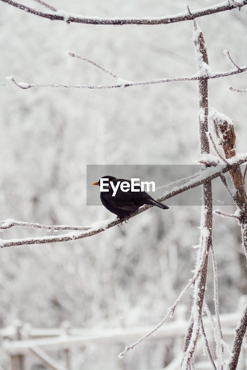 Close-up of bird perching on branch in snow 