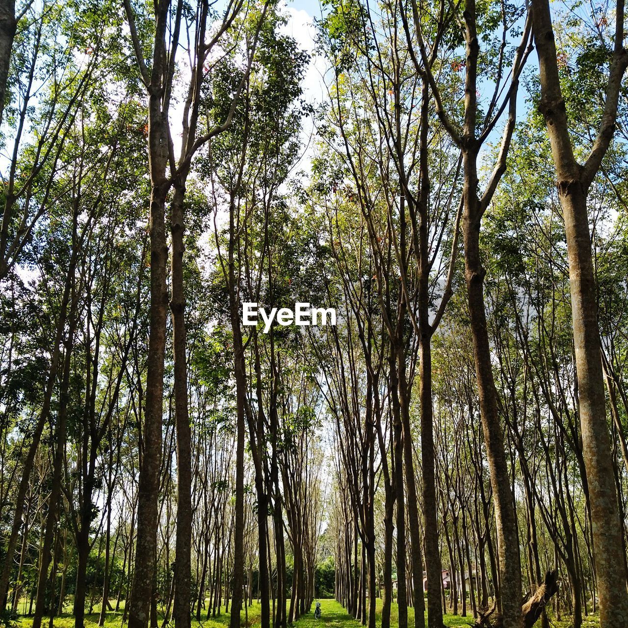 LOW ANGLE VIEW OF BAMBOO TREES