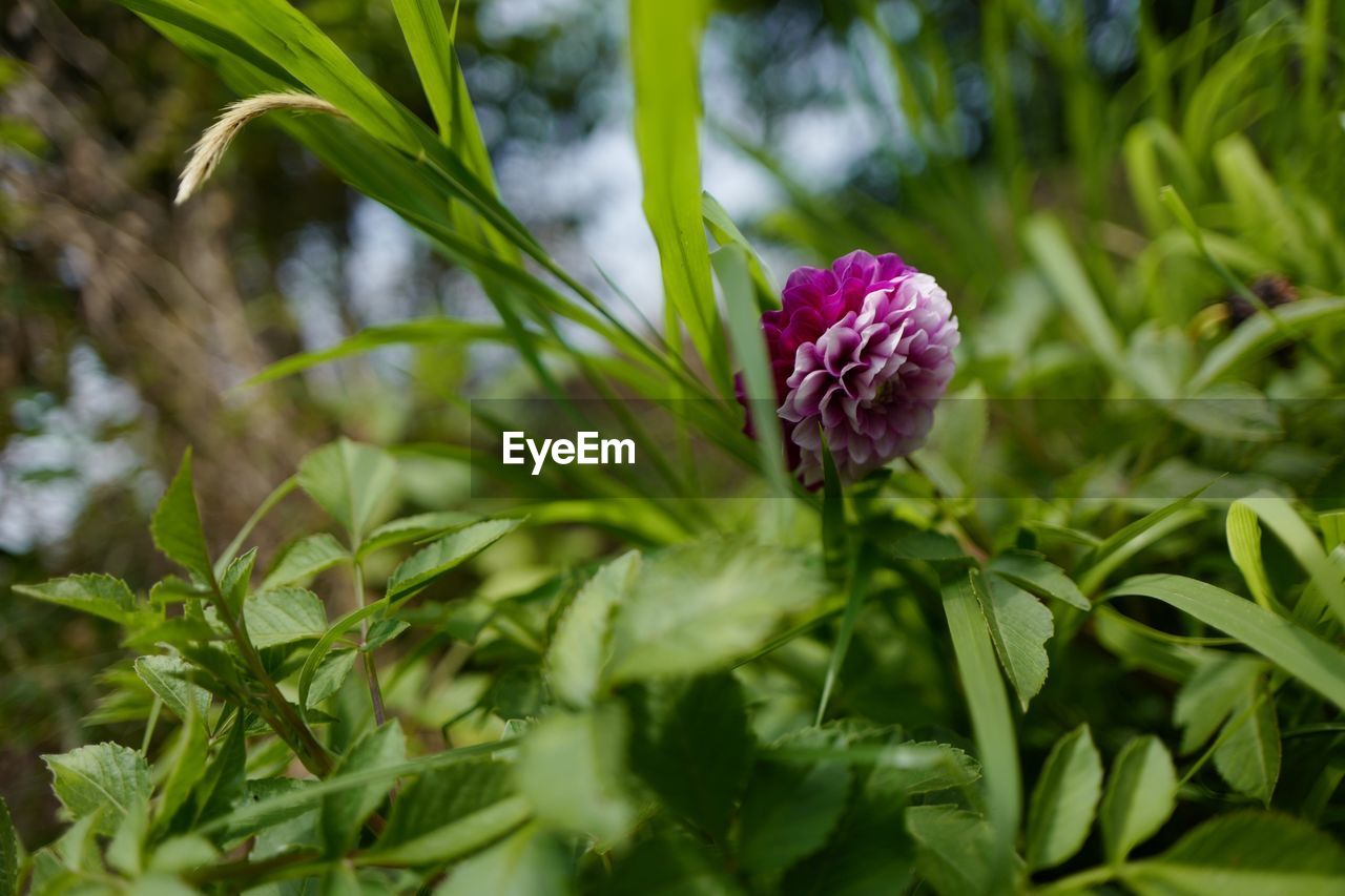 Purple dahlia flower blooming outdoors