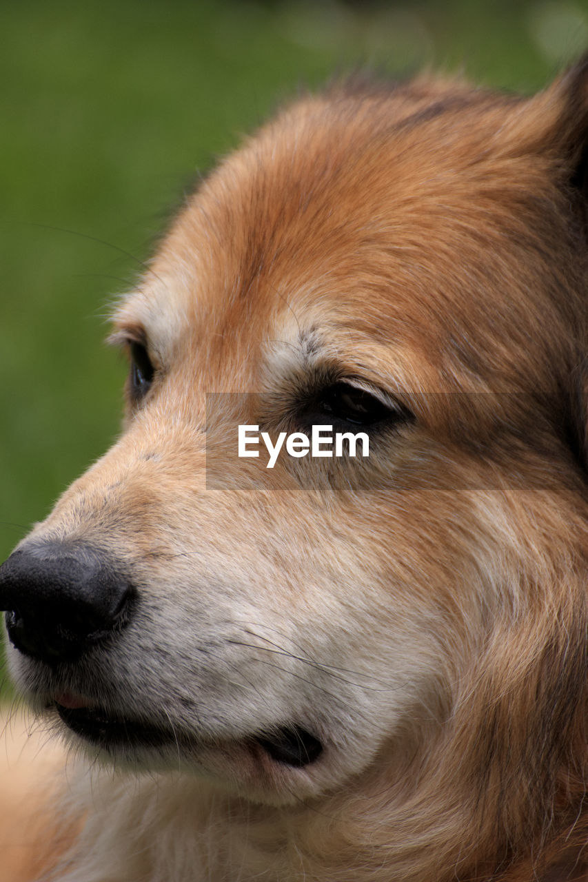 CLOSE-UP OF A DOG