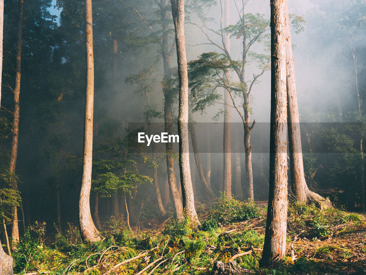 Trees in forest