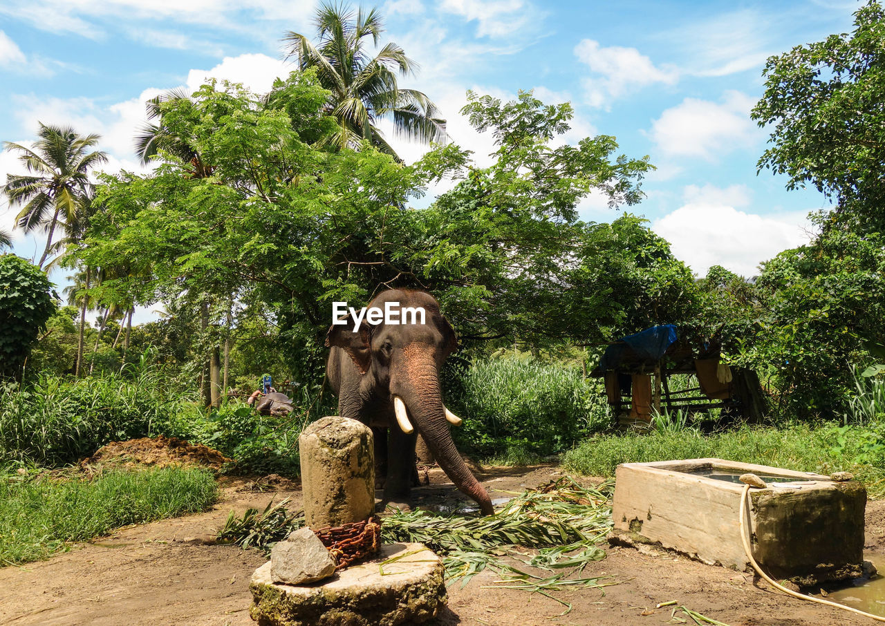 Portrait of elephant with trees in background