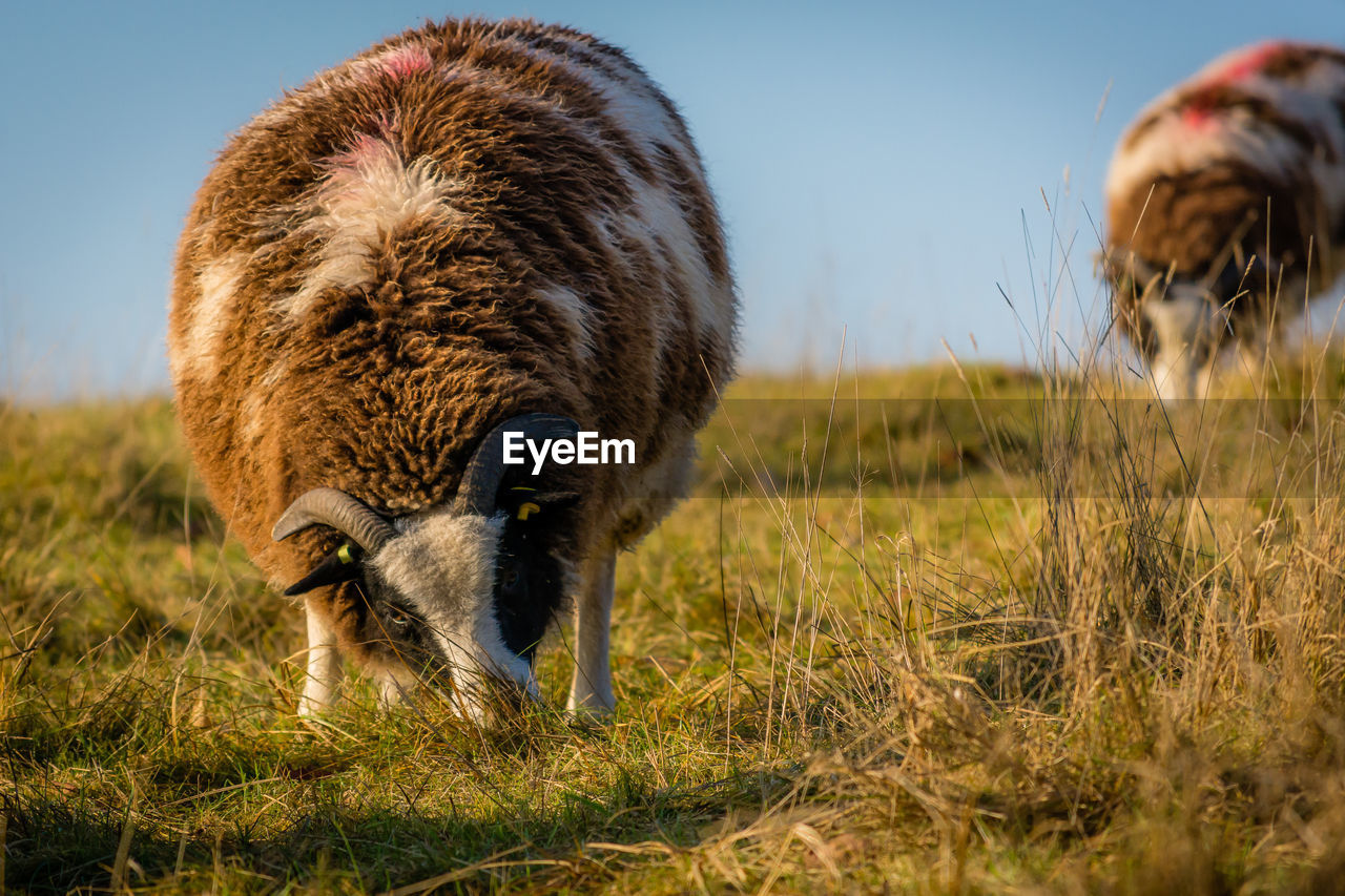 CLOSE-UP OF HORSE ON FIELD AGAINST SKY