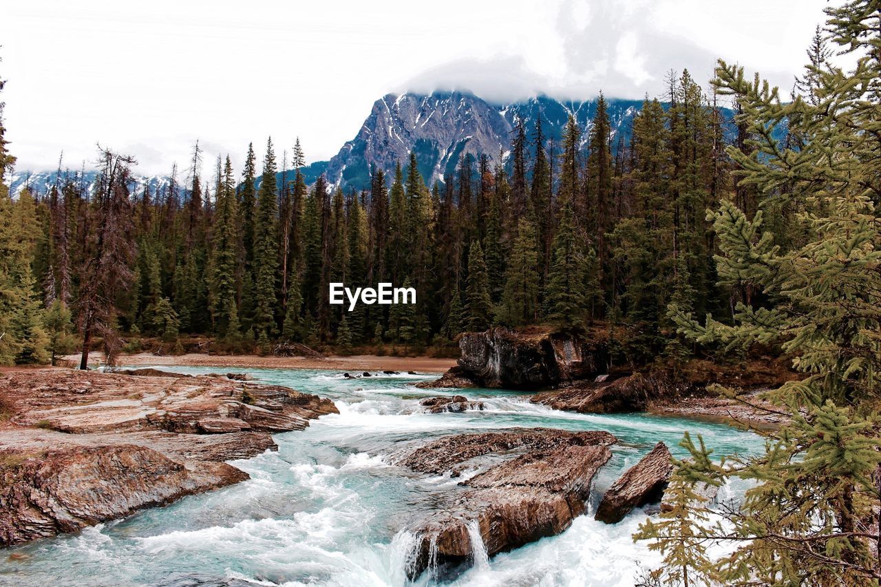 Surface level of stream along trees on landscape