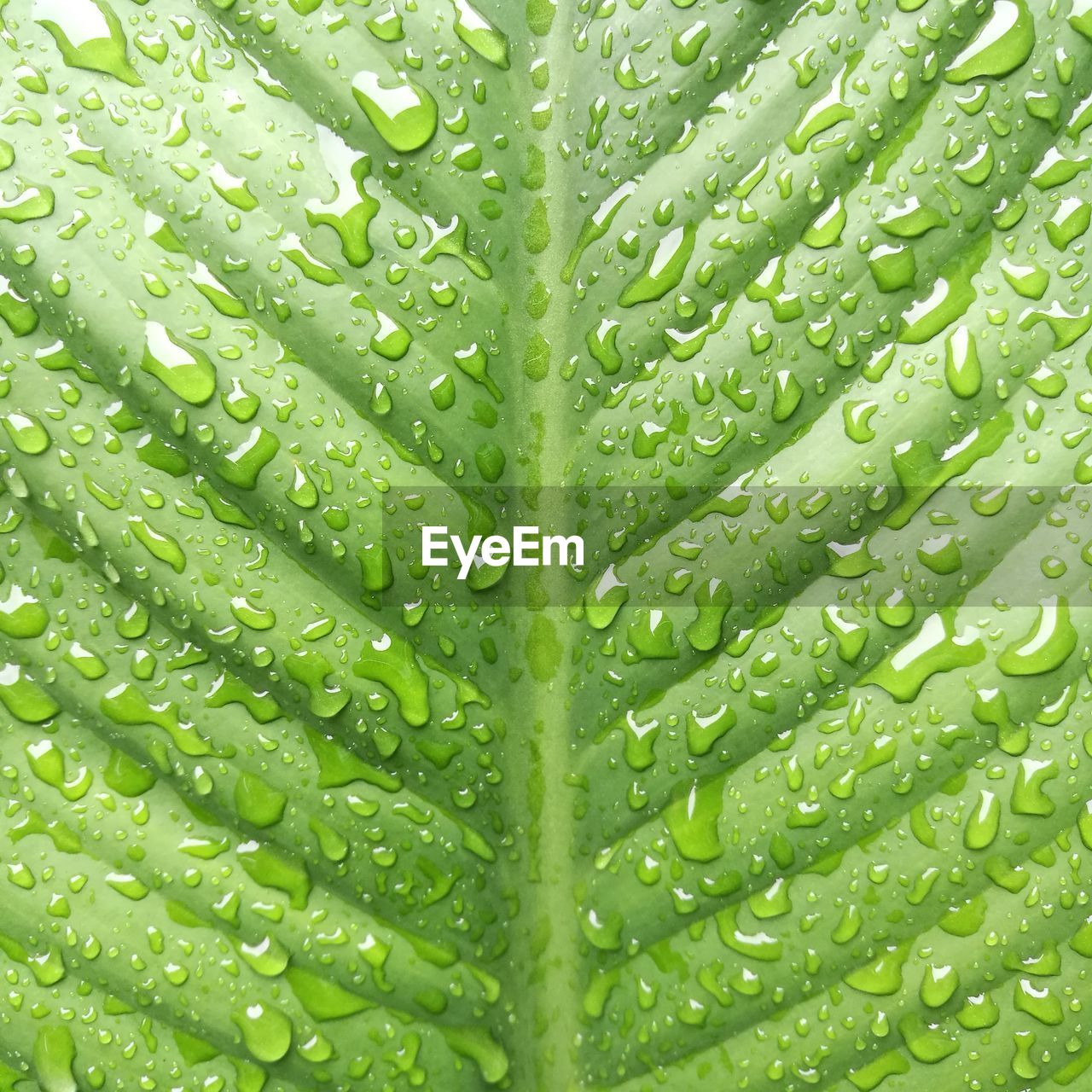 FULL FRAME SHOT OF FRESH GREEN LEAF