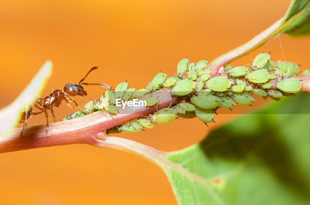 CLOSE-UP OF INSECTS ON PLANT