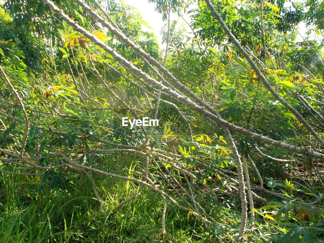 VIEW OF TREE IN FOREST