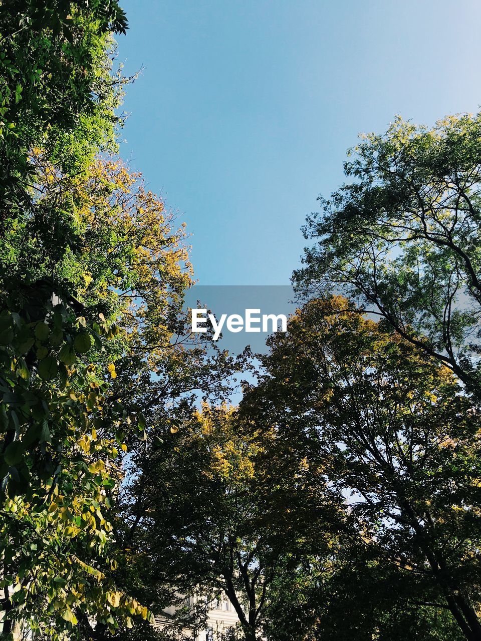 LOW ANGLE VIEW OF TREES IN FOREST AGAINST SKY