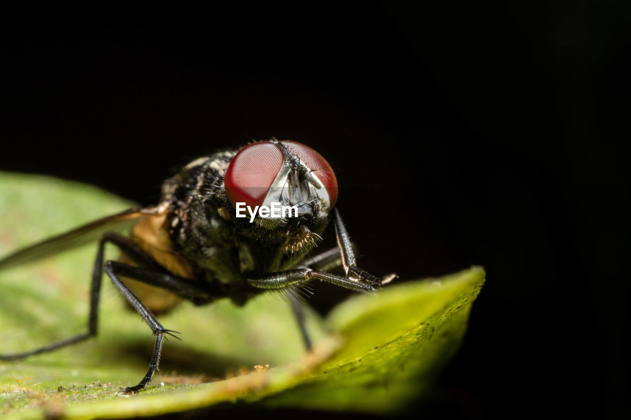 CLOSE-UP OF A FLY