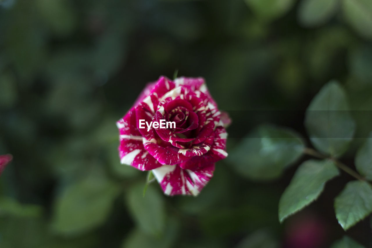 Close-up of rose blooming outdoors