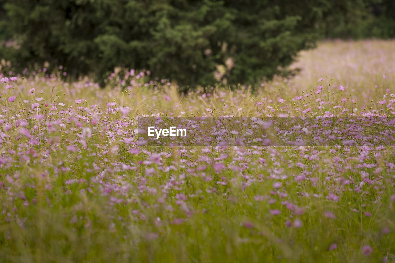 Close-up of pink flowering plants on field