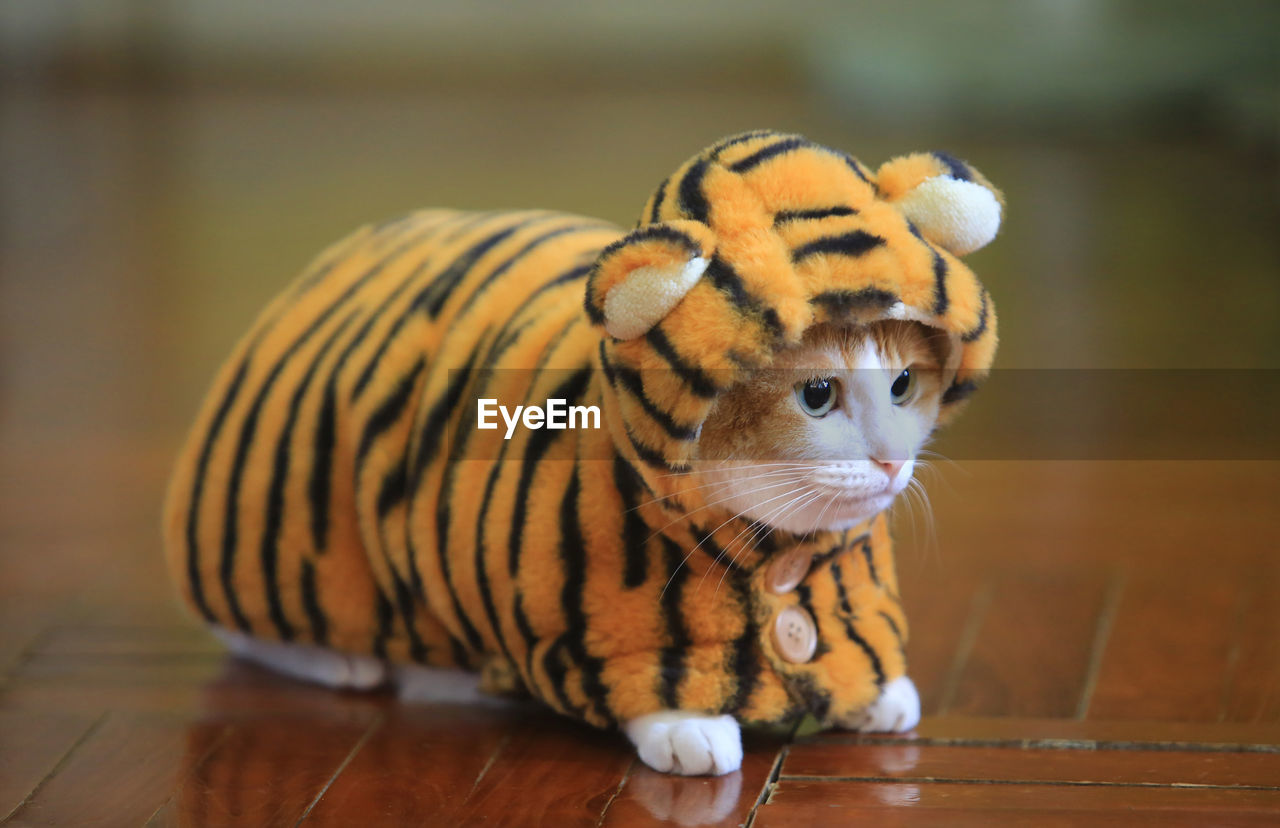 Year of tiger, small tiger