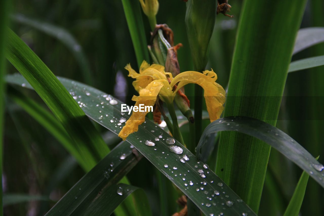 CLOSE-UP OF WATER DROPS ON PLANT WITH DEW DROP