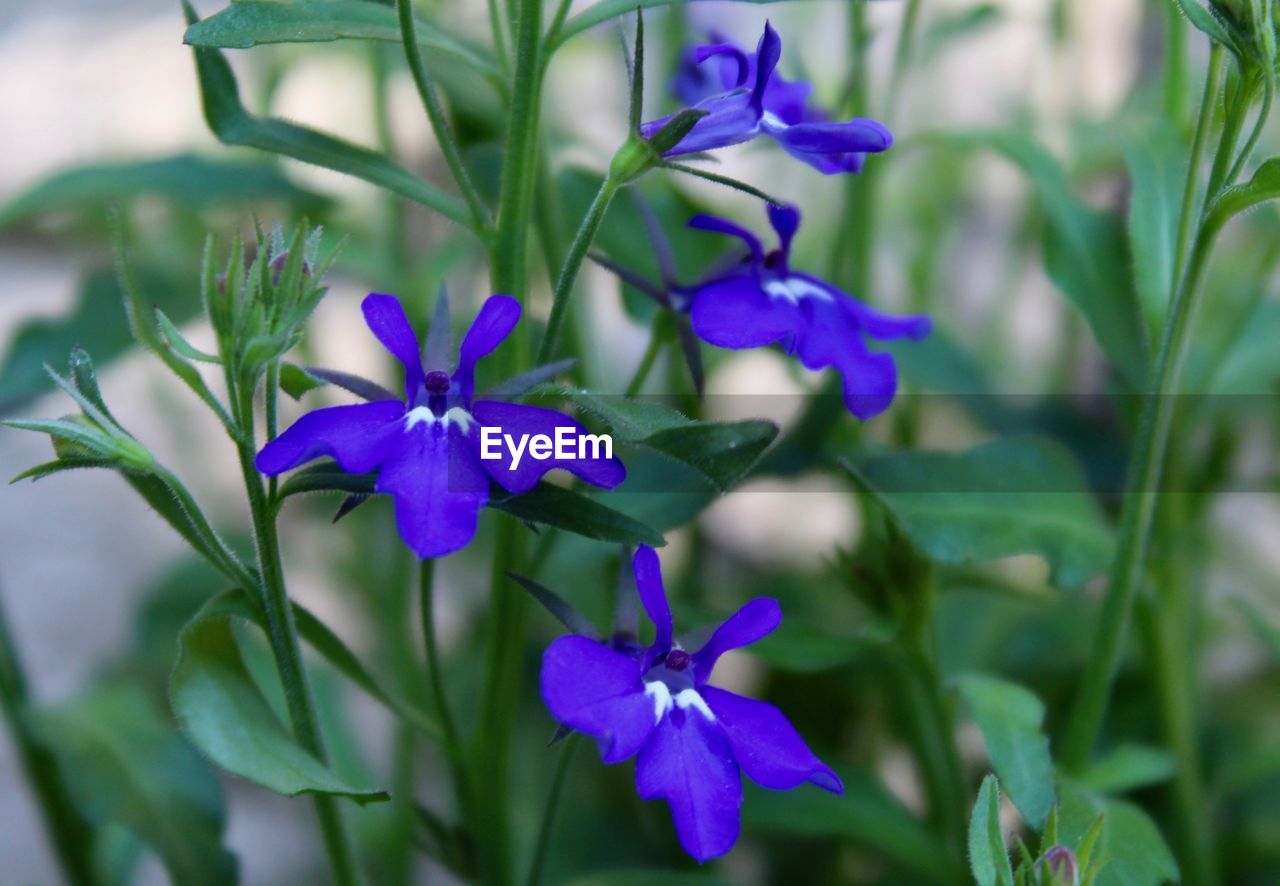 CLOSE-UP OF PURPLE FLOWERING PLANT AGAINST BLUE SKY