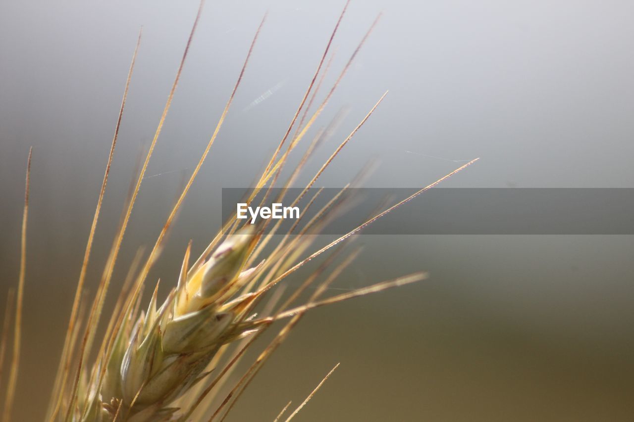 Close-up of wheat growing on field against sky