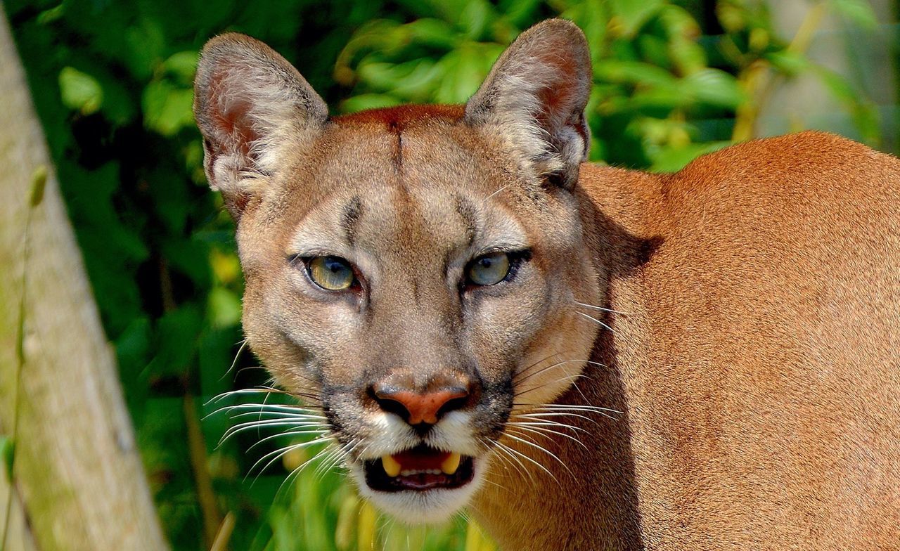 CLOSE-UP OF A CAT