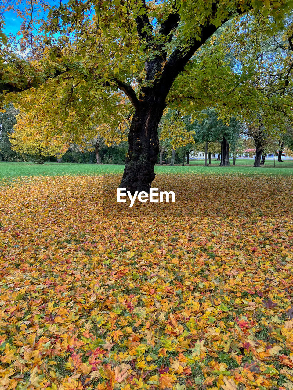 tree, plant, autumn, plant part, leaf, nature, beauty in nature, park, park - man made space, tranquility, flower, day, growth, land, falling, tree trunk, trunk, scenics - nature, no people, tranquil scene, field, outdoors, orange color, leaves, landscape, woodland, environment, branch, maple, idyllic, autumn collection, non-urban scene