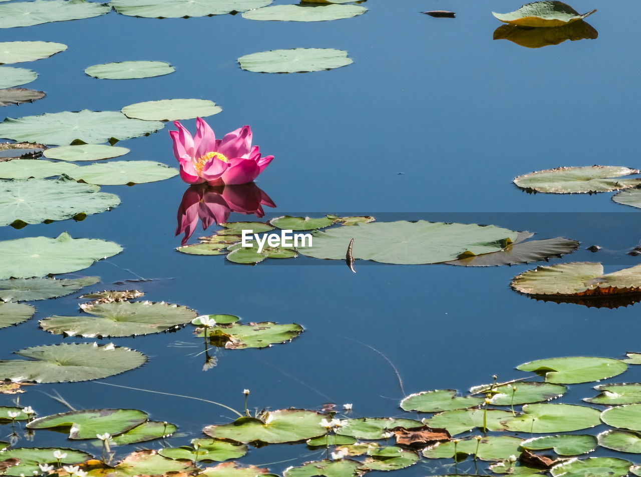 water lily, flower, water, lake, flowering plant, leaf, plant part, beauty in nature, floating, floating on water, nature, lily, plant, lotus water lily, aquatic plant, freshness, fragility, reflection, petal, no people, pink, day, growth, flower head, inflorescence, tranquility, outdoors, close-up, high angle view, sunlight, blue