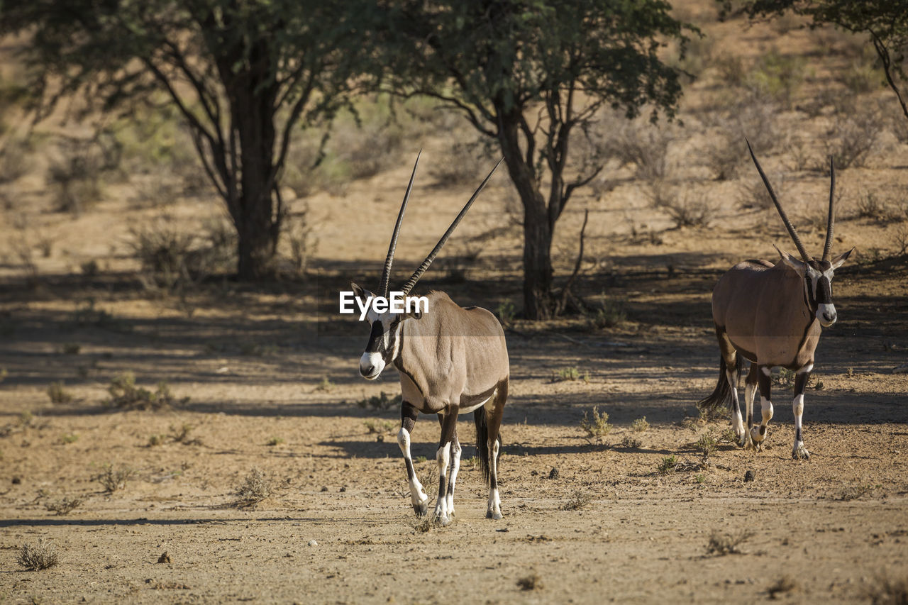 Oryx walking in forest