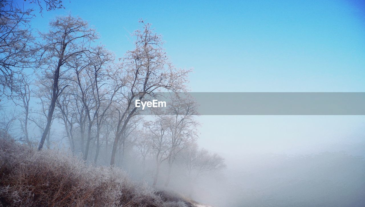 Bare trees on snow covered landscape against clear sky