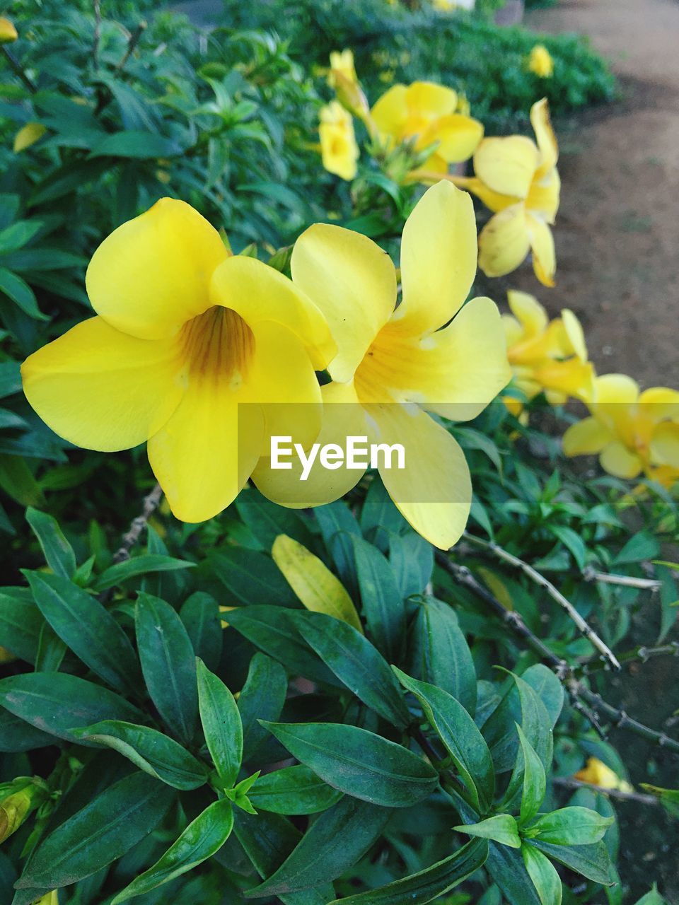 CLOSE-UP OF YELLOW FLOWERS