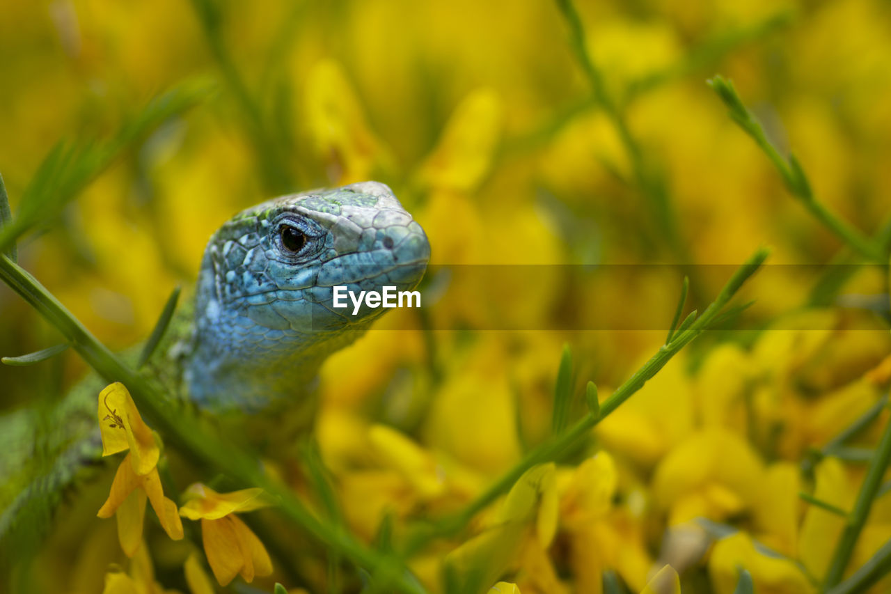 CLOSE-UP OF A LIZARD ON PLANT