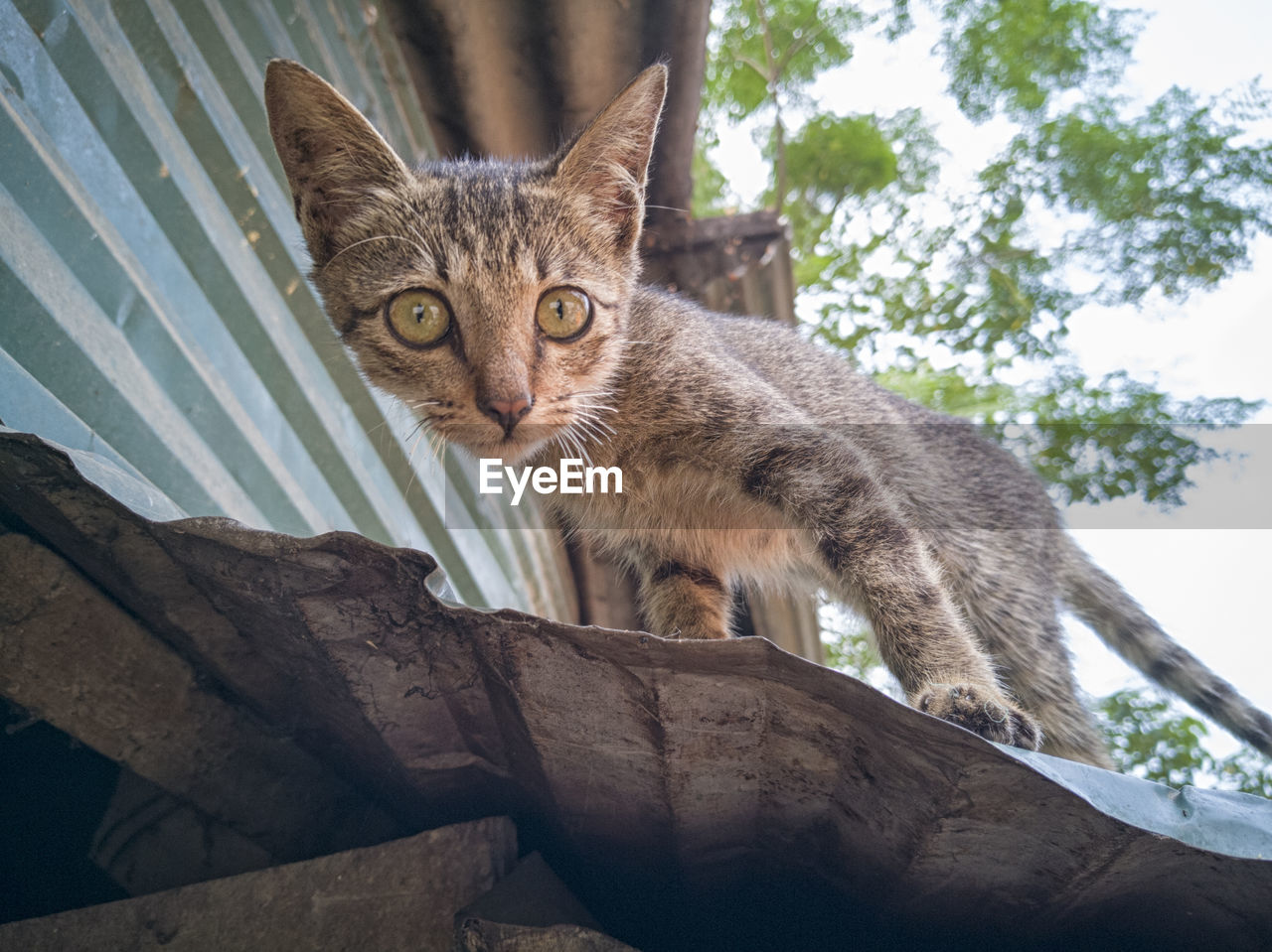 LOW ANGLE PORTRAIT OF TABBY CAT ON TREE