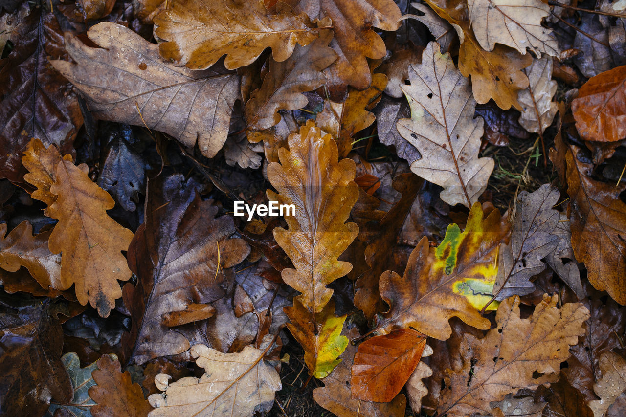 High angle view of fallen maple leaves