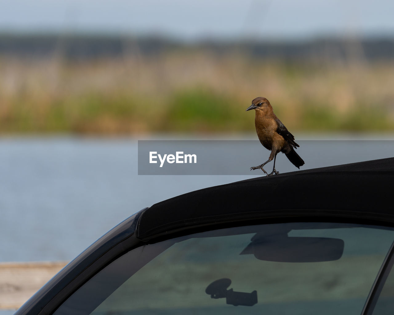 CLOSE-UP OF BIRD PERCHING ON CAR