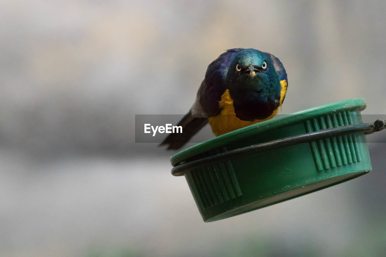 Close-up of multi colored bird perching on green basket