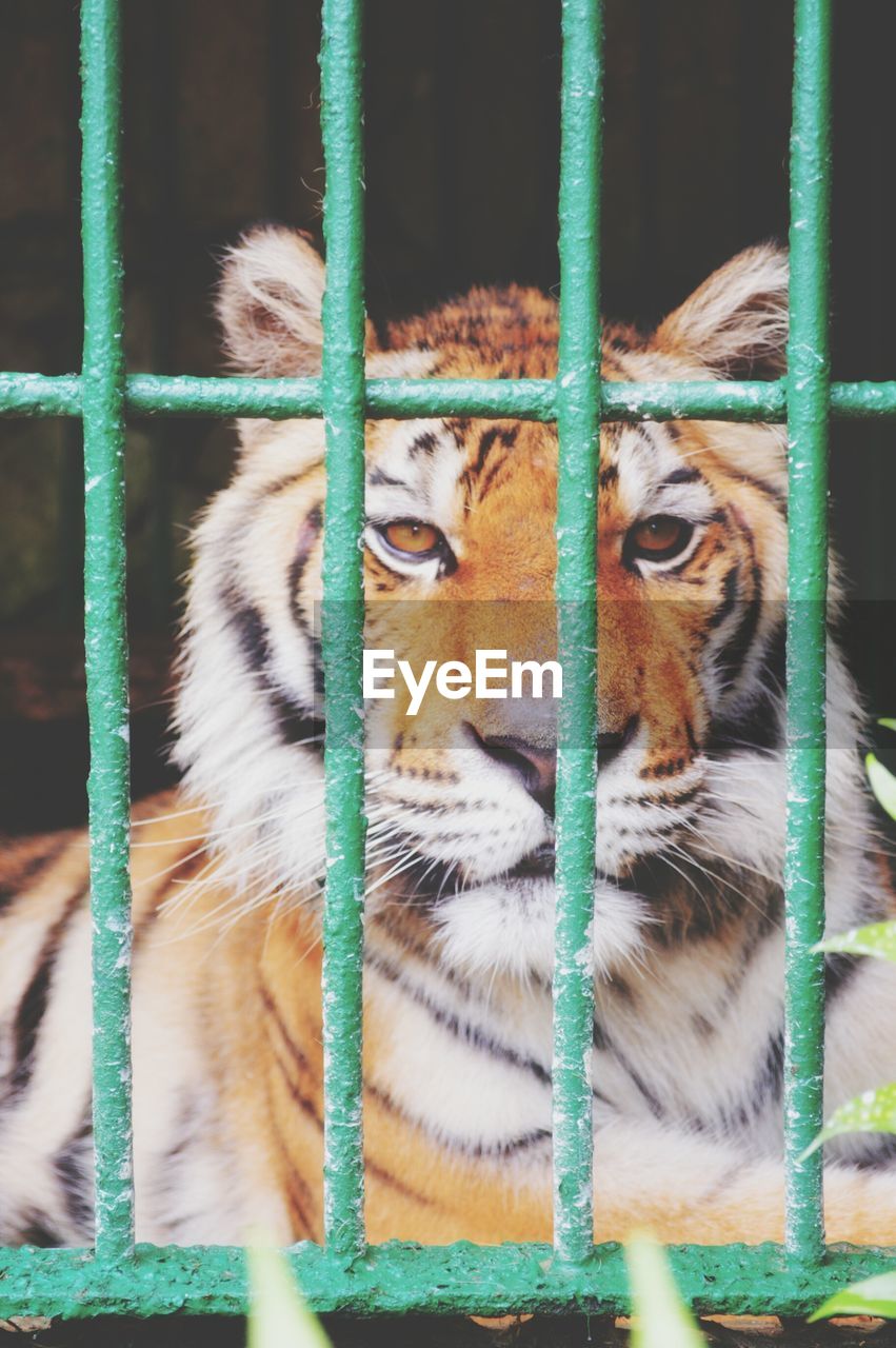 CLOSE-UP PORTRAIT OF TIGER