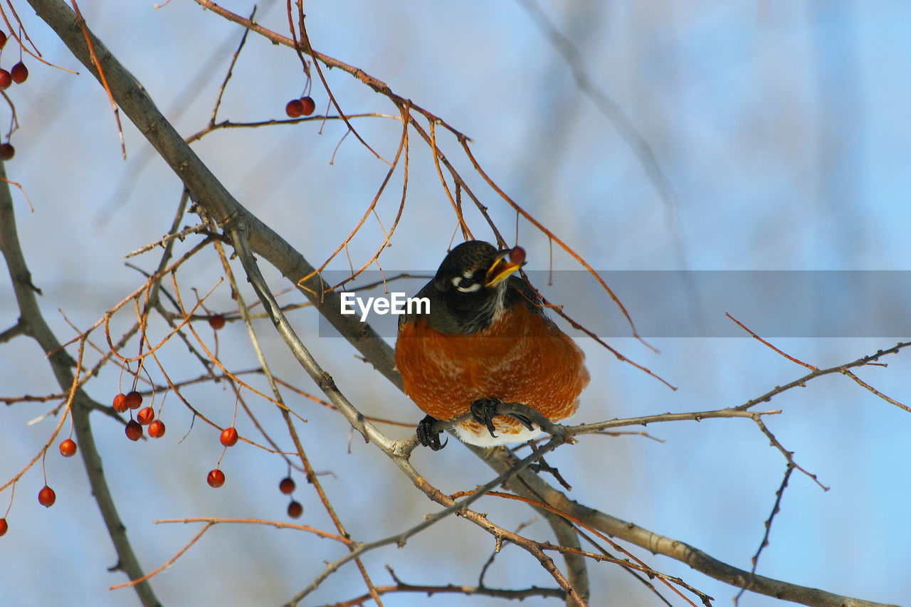 CLOSE-UP OF BIRD PERCHING ON BRANCH