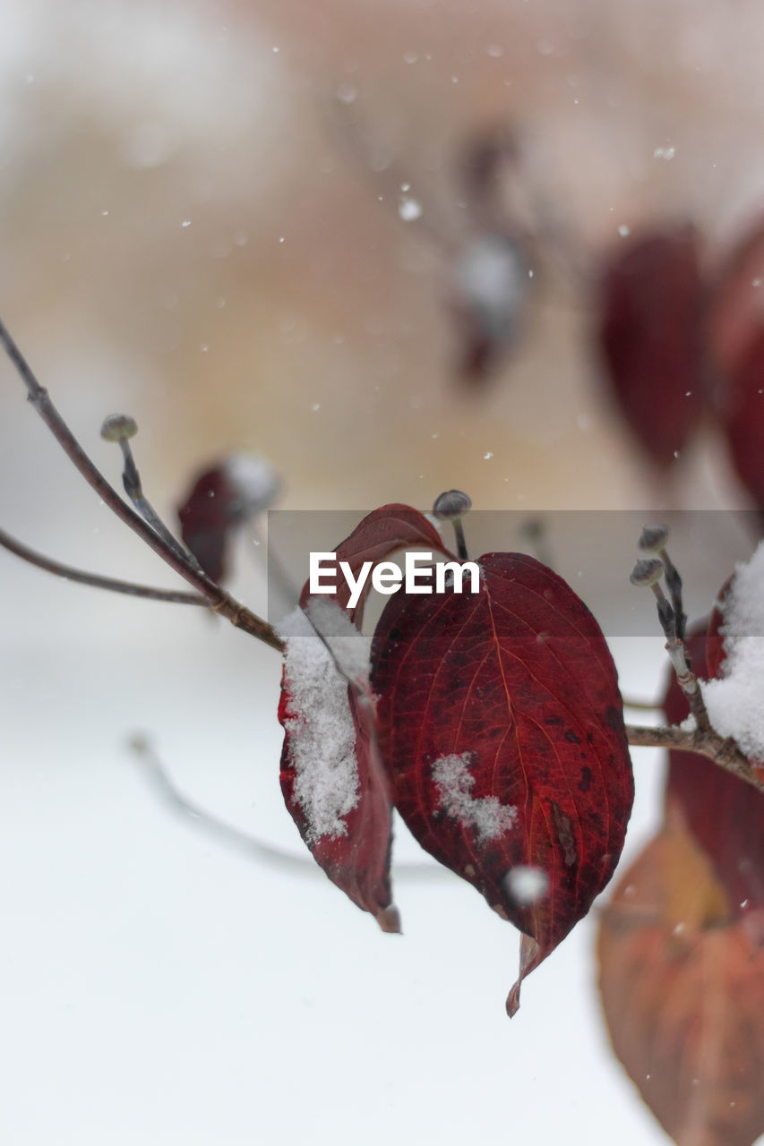 CLOSE-UP OF DRY LEAVES ON SNOW COVERED TREE