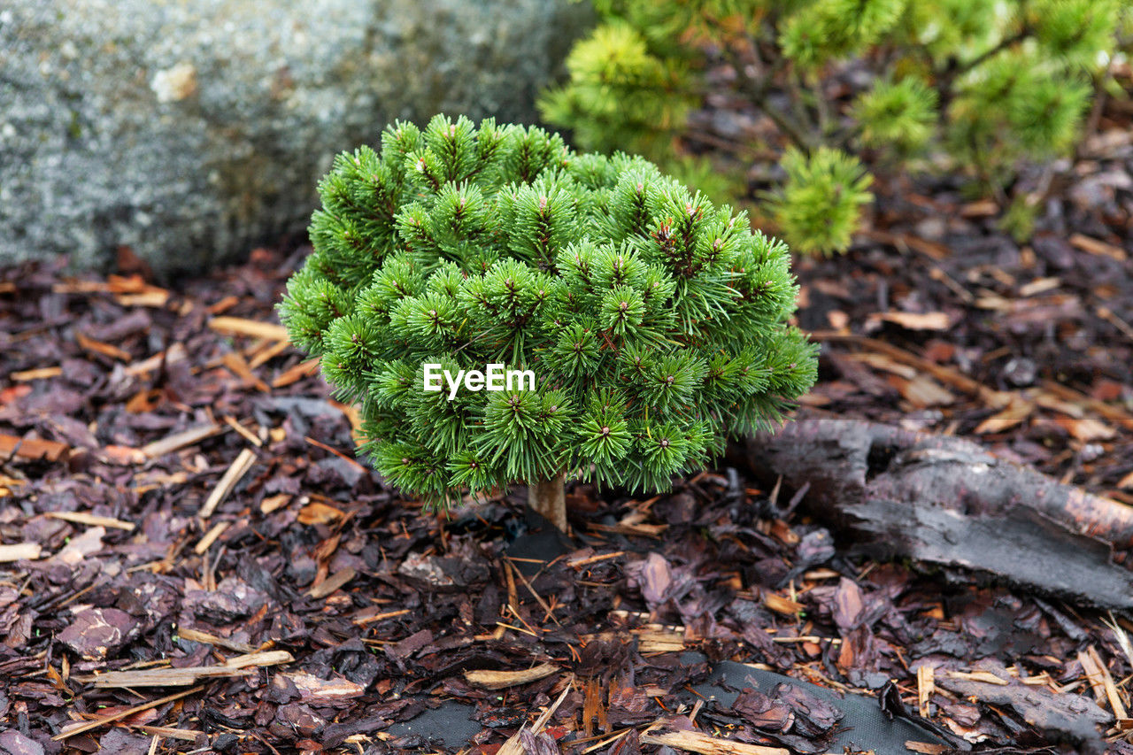 soil, plant, tree, leaf, nature, moss, green, growth, land, no people, woodland, forest, plant part, day, field, flower, non-vascular land plant, beauty in nature, outdoors, close-up, autumn, high angle view, focus on foreground, food, tranquility