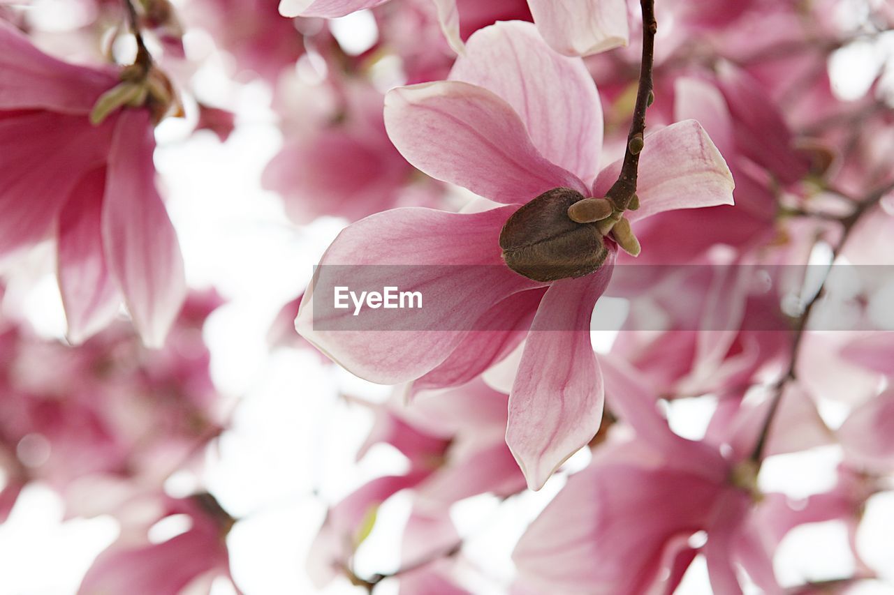 CLOSE-UP OF PINK CHERRY BLOSSOMS ON BRANCH