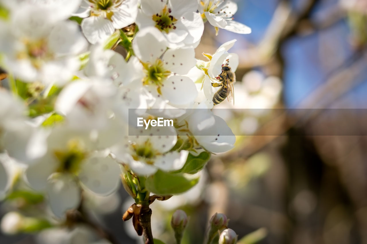 CLOSE-UP OF BEE ON WHITE FLOWERS