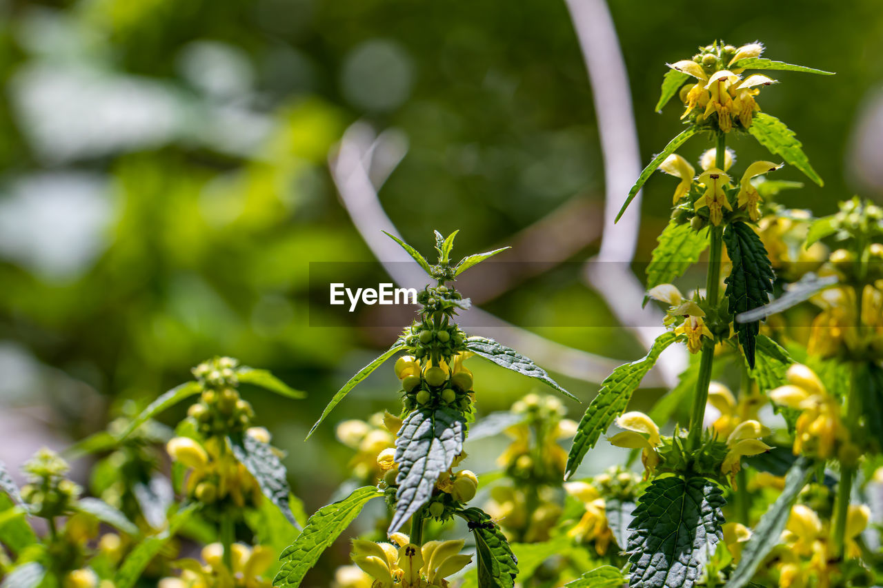 CLOSE-UP OF INSECT ON PLANT AT FLOWERING PLANTS