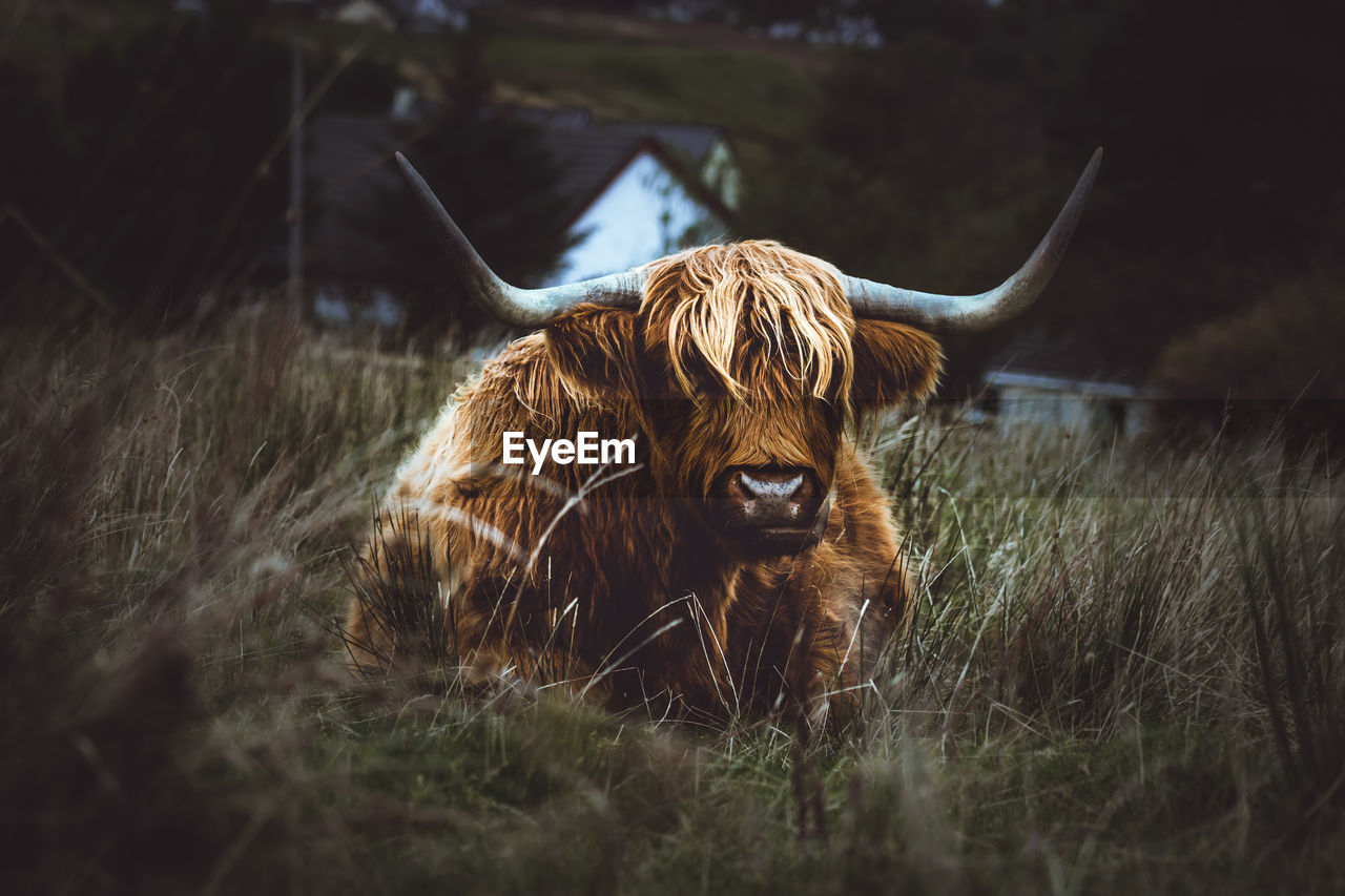 Scottish highlands in a field