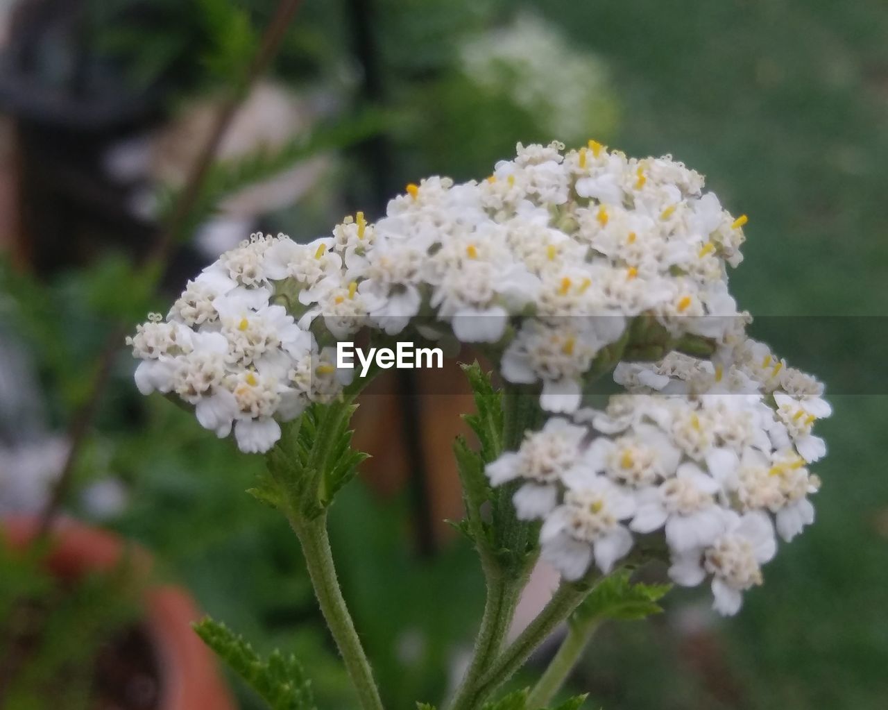 CLOSE-UP OF WHITE FLOWERS