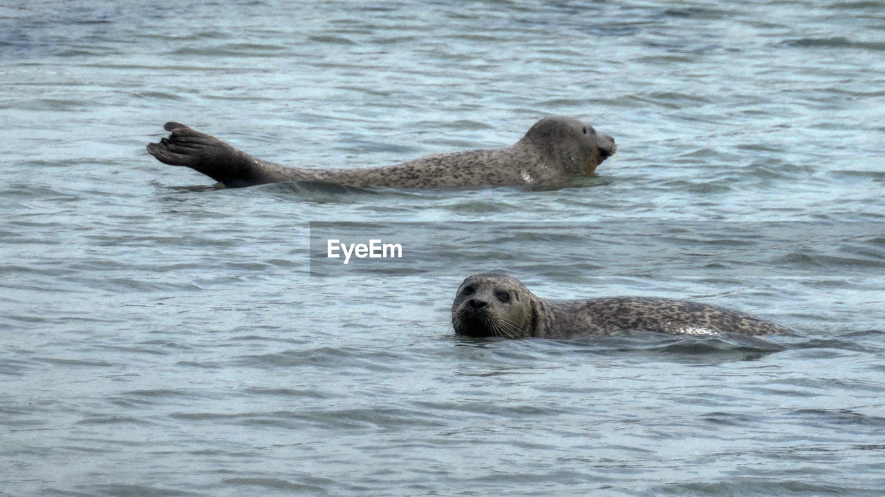 Seals in the sea
