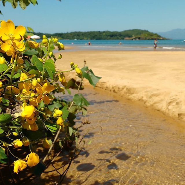 YELLOW FLOWERS IN WATER