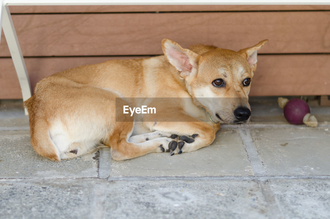 Portrait of dog lying on floor