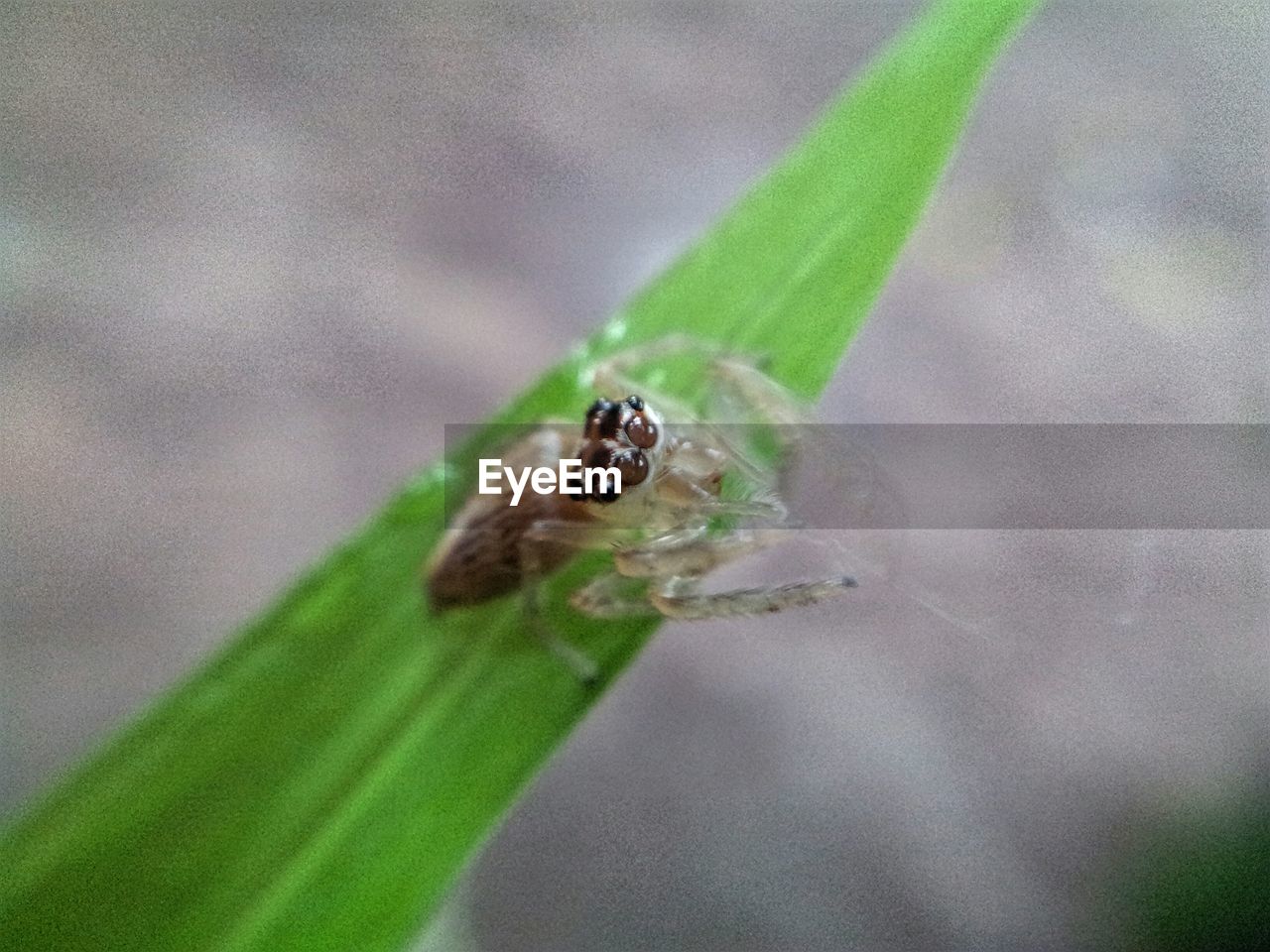 Close-up of spider on leaf