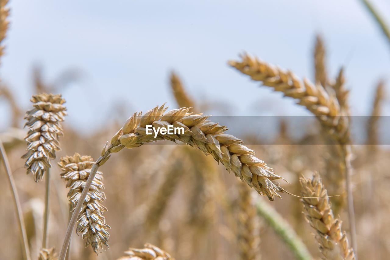 close-up of wheat growing on plant