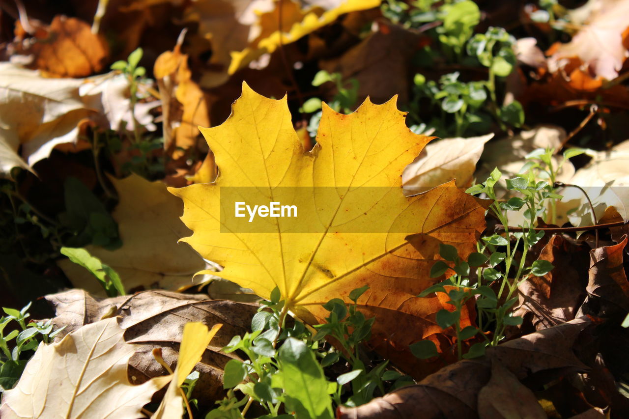 CLOSE-UP OF YELLOW MAPLE LEAVES ON AUTUMN