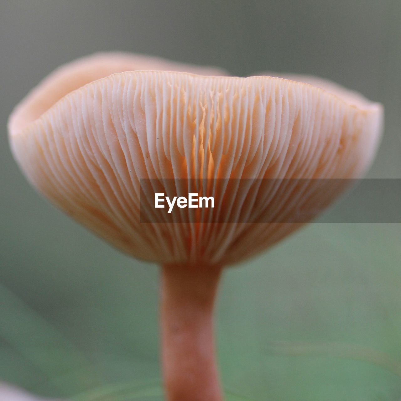 Close-up of mushroom growing outdoors