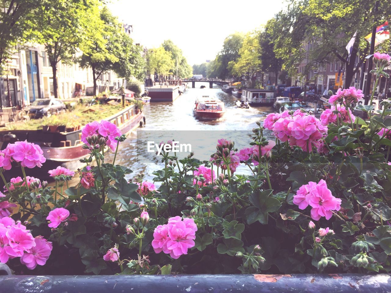 PINK FLOWERS GROWING ON TREE