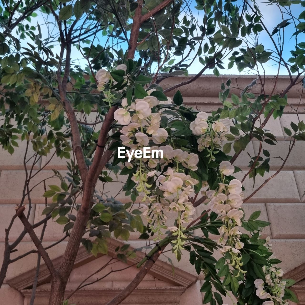 plant, growth, flower, tree, branch, built structure, nature, building exterior, architecture, no people, low angle view, day, leaf, shrub, building, plant part, flowering plant, beauty in nature, outdoors, wall - building feature, freshness, fragility, house, garden, produce