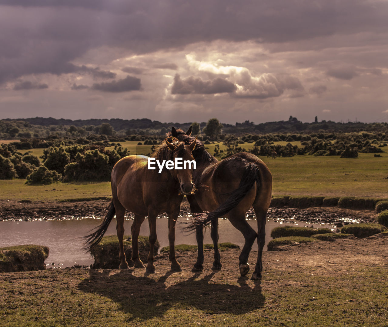 Horses on field against cloudy sky