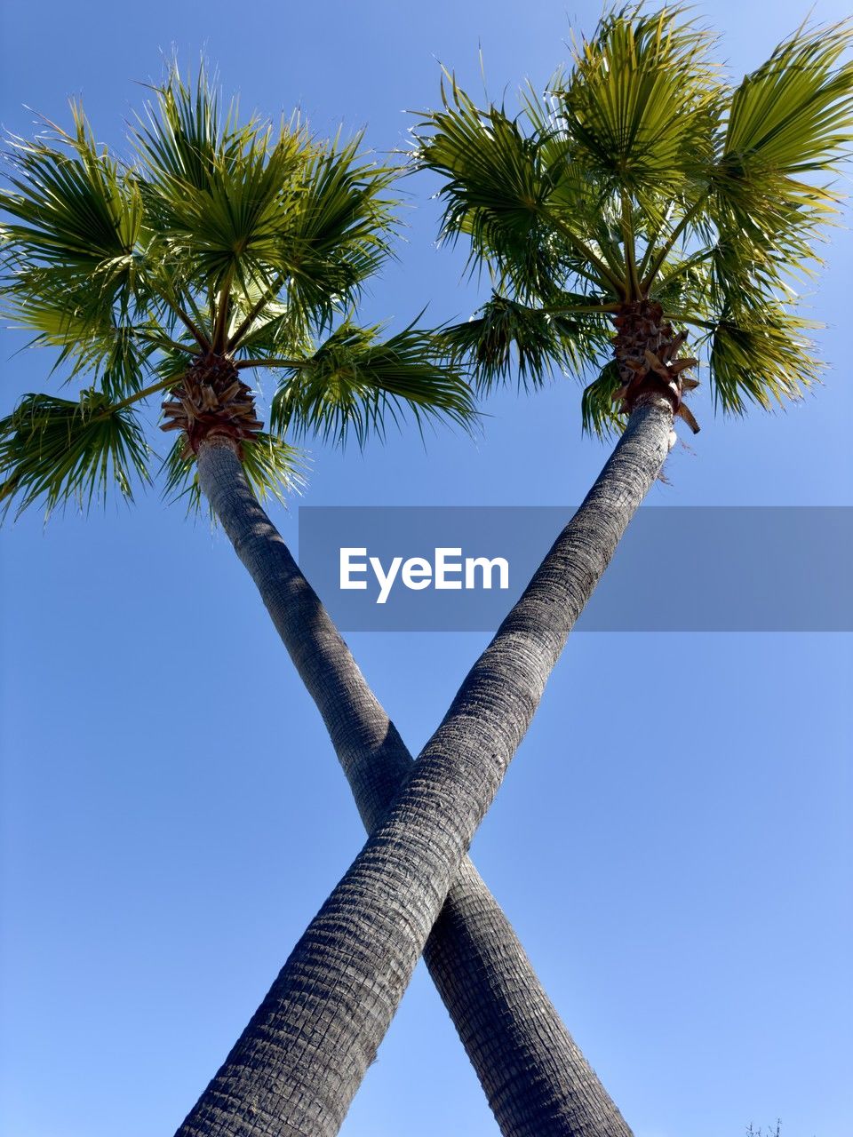 tree, tropical climate, palm tree, sky, plant, nature, blue, borassus flabellifer, clear sky, tree trunk, trunk, low angle view, no people, tropical tree, coconut palm tree, outdoors, sunny, wind, beauty in nature, travel destinations, day, travel, branch, leaf, environment, tranquility, directly below, growth, sunlight, holiday, flower, land, vacation, scenics - nature, trip, tourism, looking up, palm leaf